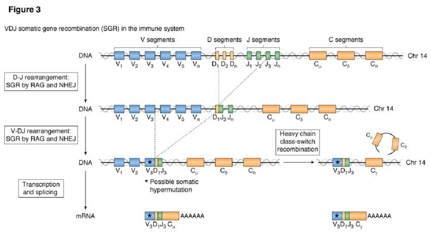 VDJ recombination in the immune system.