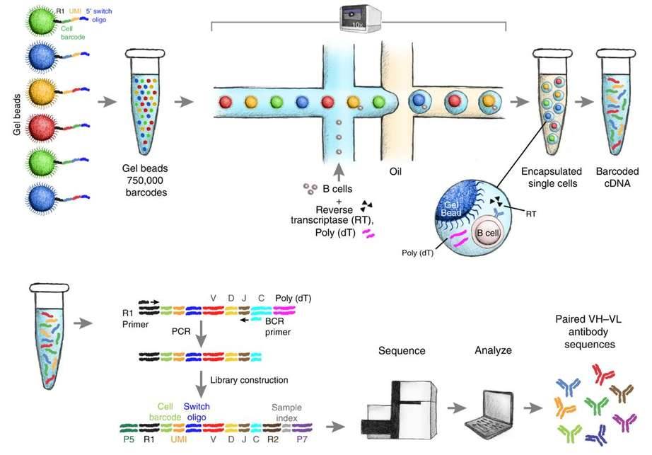 Massively parallel single-cell B-cell receptor sequencing.