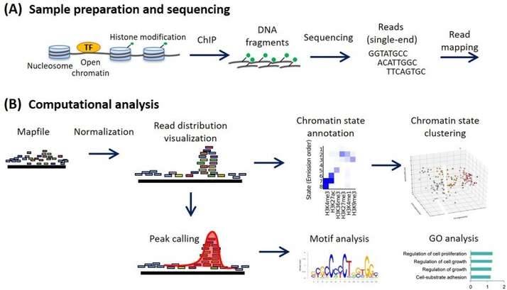 Workflow of ChIP sequencing and data analysis