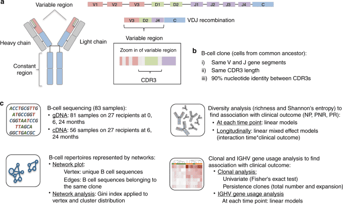 An overall study pipeline of B cell immune repertoire sequencing