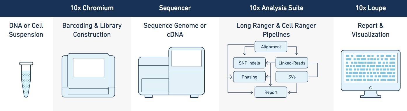 10X GENOMICS CHROMIUM™