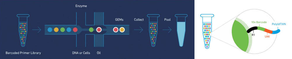 10X GENOMICS CHROMIUM™