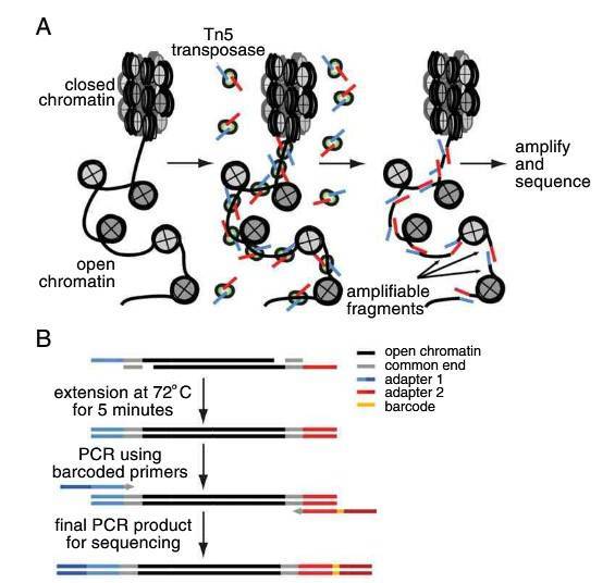 ATAC-Seq