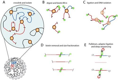 HiC-Seq