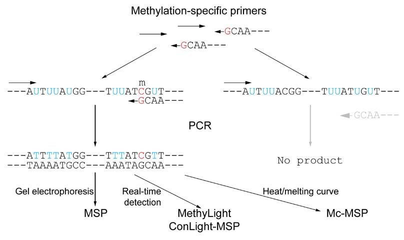 BSP&MSP