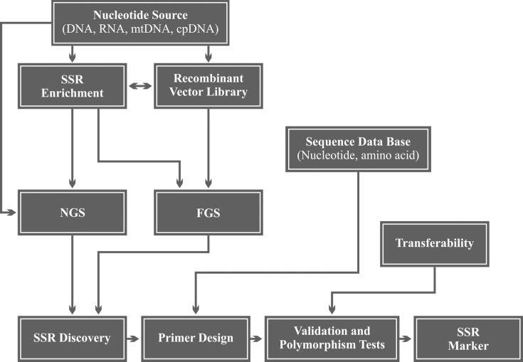 Workflow steps of SSR (microsatellite) marker development. 