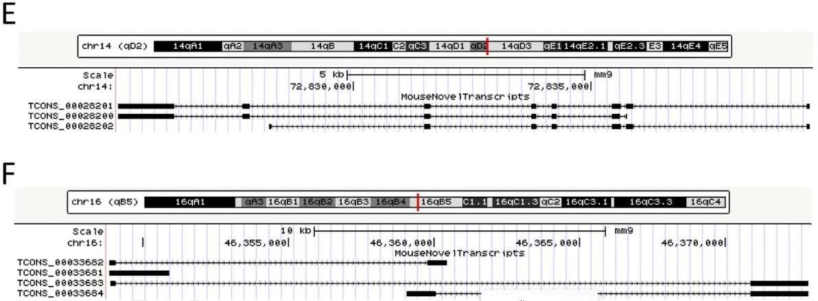 Workflow diagram of KSP genotyping procedure