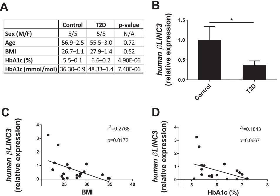 The expression levels of βlinc2 and βlinc3 are modified in islets from mice fed a high-fat diet and in db/db mice.