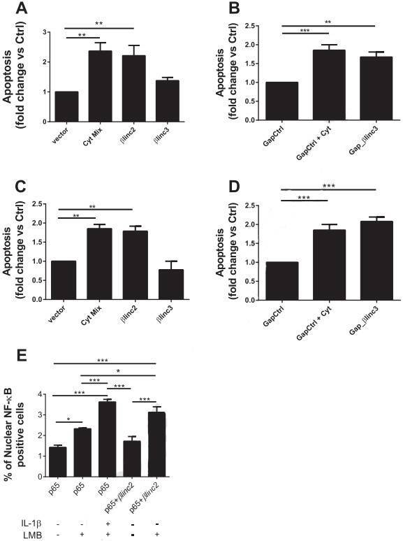 The expression levels of βlinc2 and βlinc3 are modified in islets from mice fed a high-fat diet and in db/db mice.