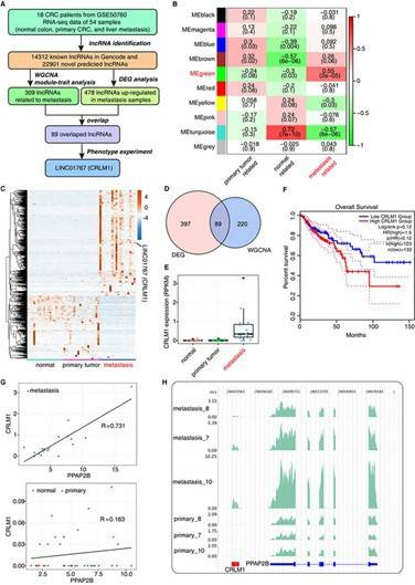 Overexpression of CRLM1 in colorectal liver metastases and associated with low survival rate