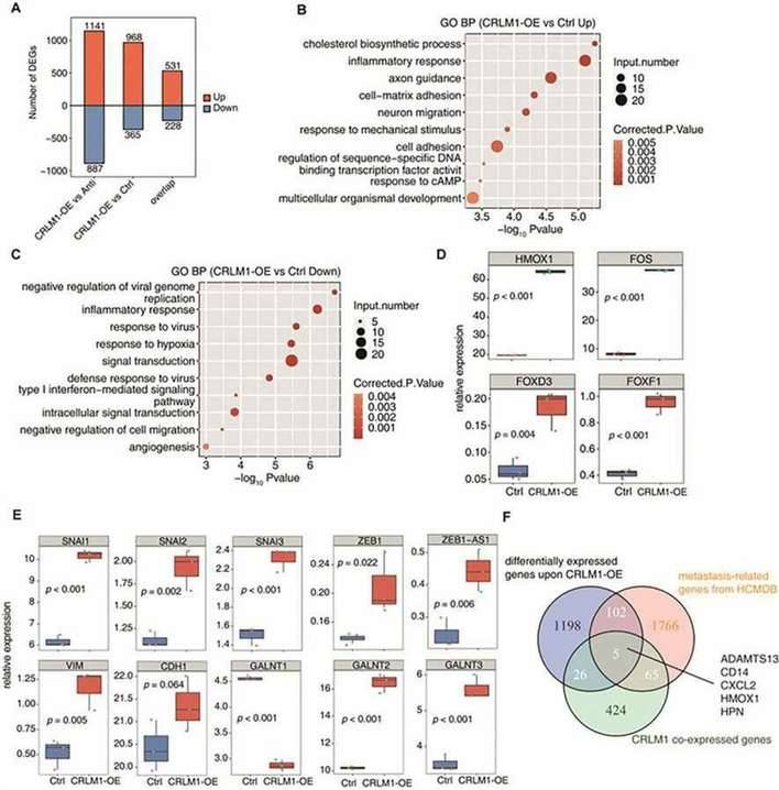 Overexpression of CRLM1 in colorectal liver metastases and associated with low survival rate