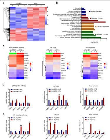 TLNC1 interacts with TPR and represses the transcriptional activity of p53