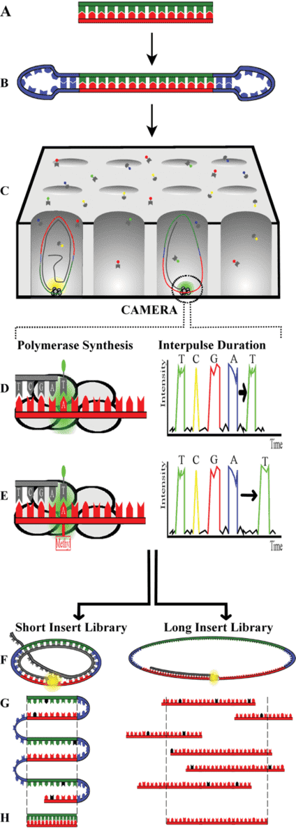 Overview of SMRT Sequencing Technology. 