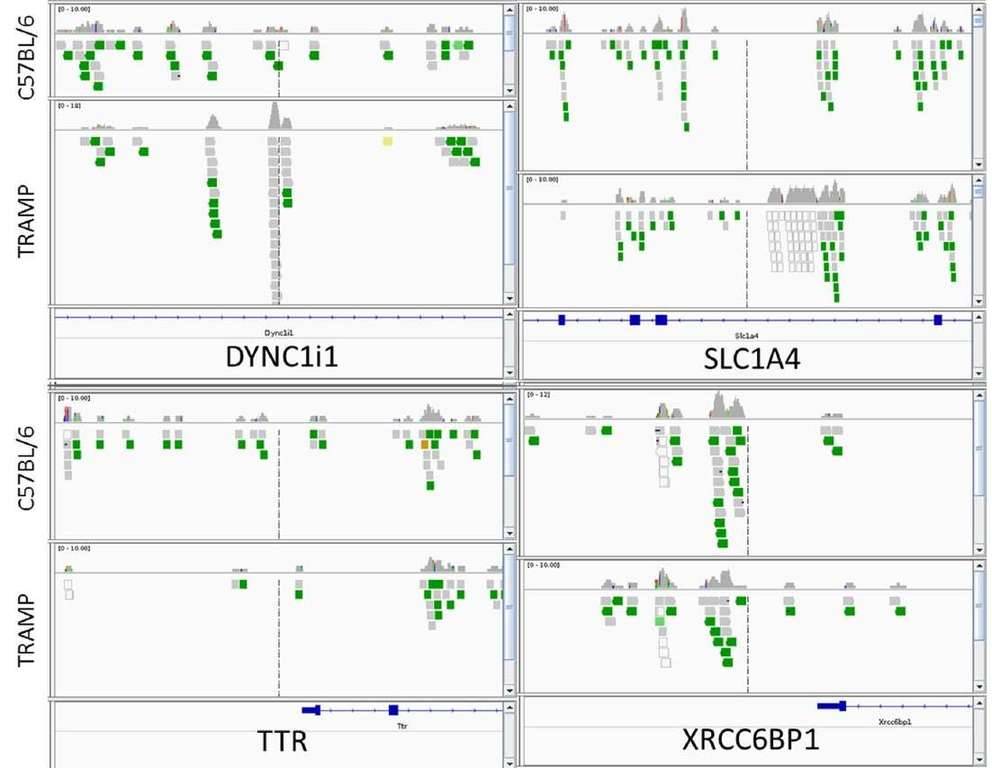 integrative genomics viewer visualization of the aligned reads’ distribution against reference genome for four target genes, DYNC1I1, SLC1A4, XRCC6BP1, and TTR.