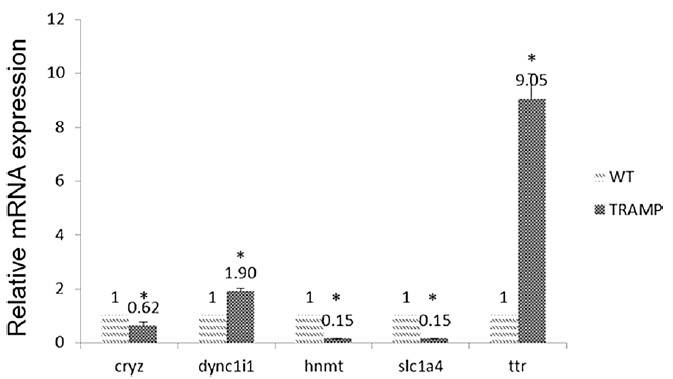 Comparison of miRNA expression of CRYZ, DYNC1I1, HNMT, SLC1A4, and TTR among wide type and TRAMP mice prostate samples