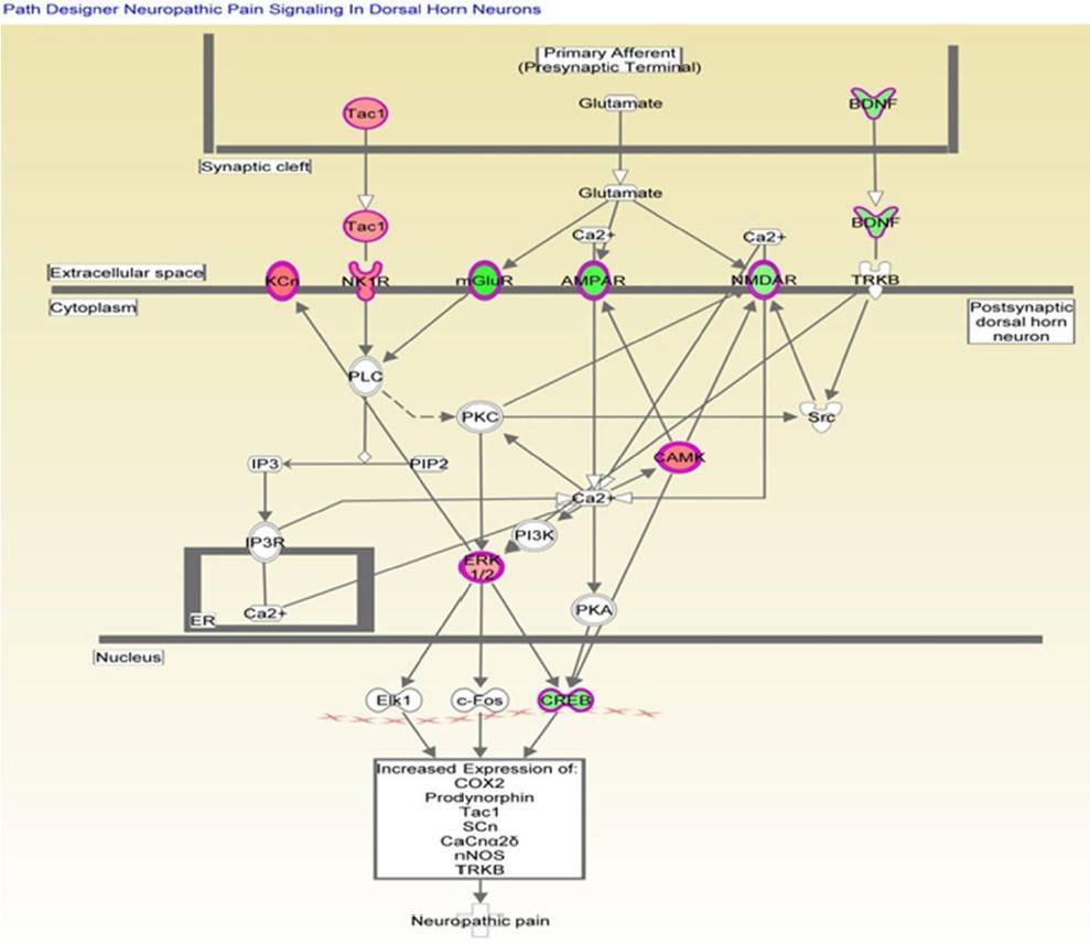 Genes mapped to the canonical neuropathic pain signaling pathway by IPA