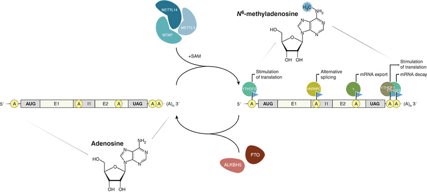 The Applications of MeRIP-Seq in Studying Modification Sites of m6A Transcripts