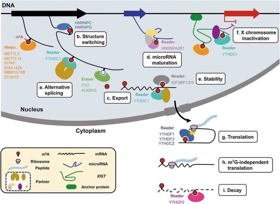 The Applications of MeRIP-Seq in Studying Modification Sites of m6A Transcripts