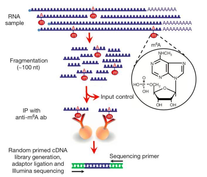 MeRIP sequencing protocol