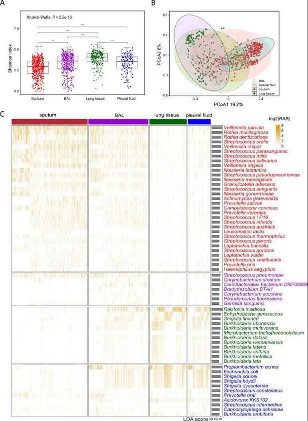 Compositions of different species in the control and miscarriage groups by LEfSe analyses