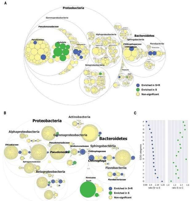 Compositions of different species in the control and miscarriage groups by LEfSe analyses