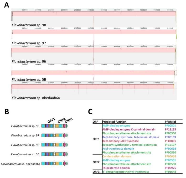 Compositions of different species in the control and miscarriage groups by LEfSe analyses