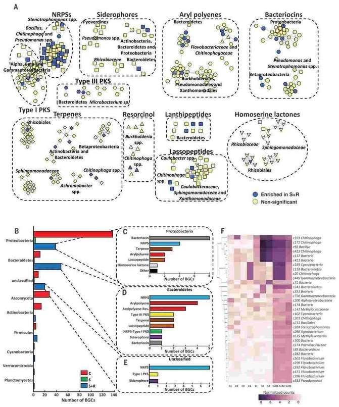 Compositions of different species in the control and miscarriage groups by LEfSe analyses