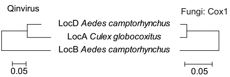 The matching tree topologies of the Wilkie qin-like viruses and a group of fungi (cox 1 gene) discovered in three mosquito pools.