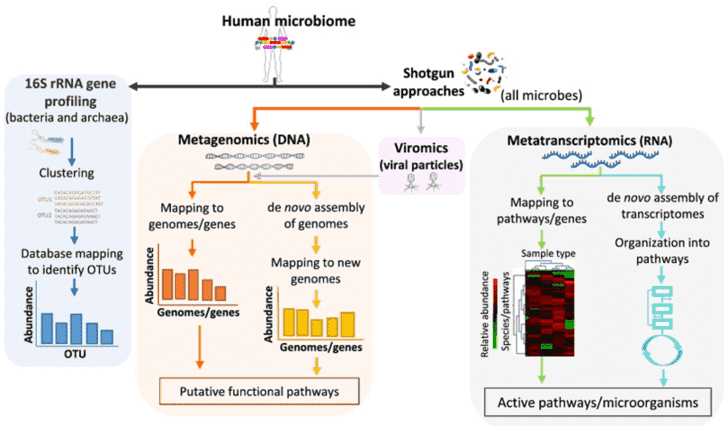 Strategies for metagenomics study. Adapted from Bikel et al., 2015