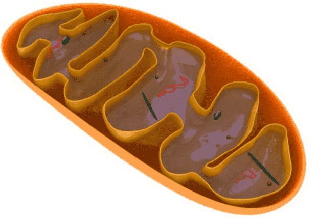 Mitochondrial DNA Could Reduce the Signs of Ageing