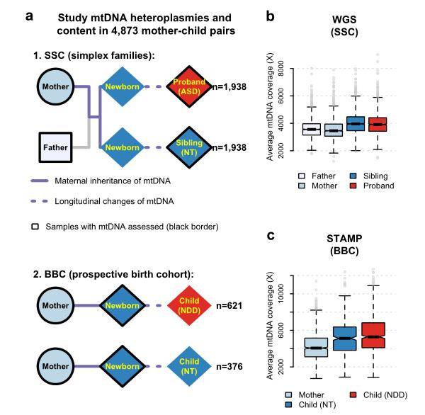 Compositions of different species in the control and miscarriage groups by LEfSe analyses