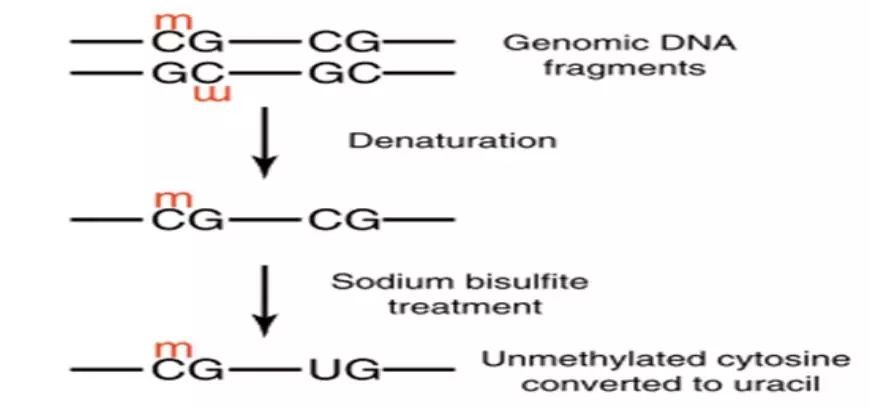 Fig 1. Experimental Setup for BSP.