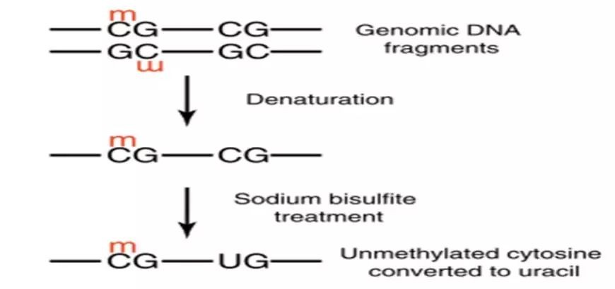 NGS-BSP Workflow