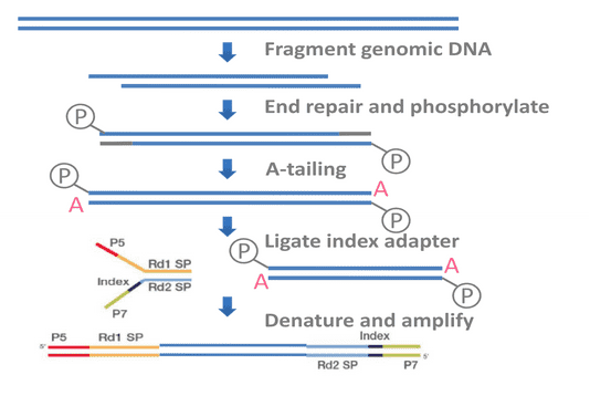 NGS-BSP Workflow