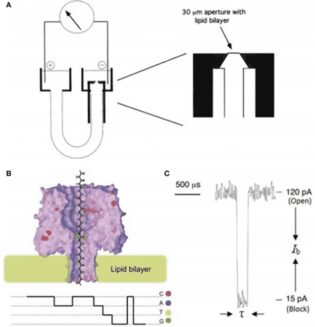 Schematic illustration of a nanopore sequencing device