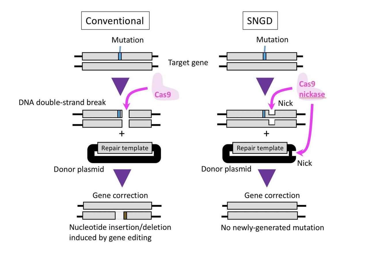 New Genome-Editing Method - Using a Modified Cas9