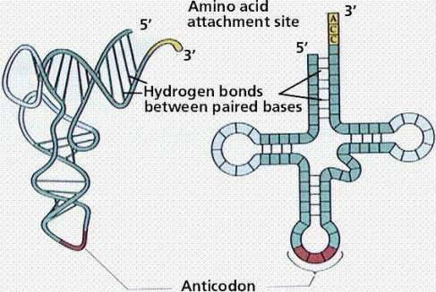 New Sequencing Technique Can Register Modification Level Change in tRNA