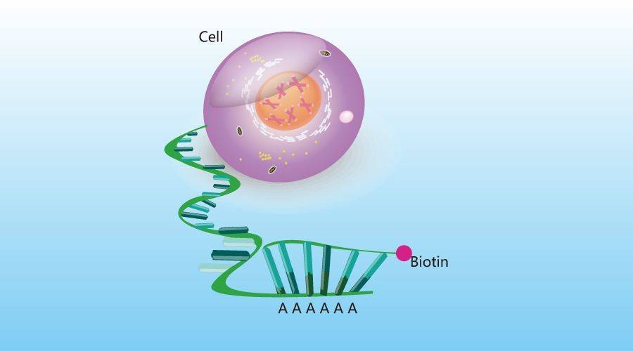 New Uses for Single Cell RNA Sequencing Data