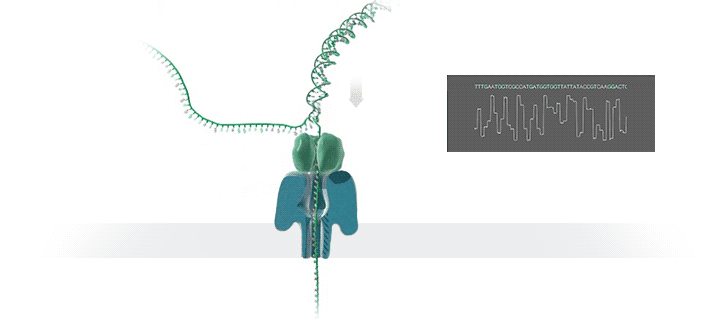 How Nanopore sequencing works