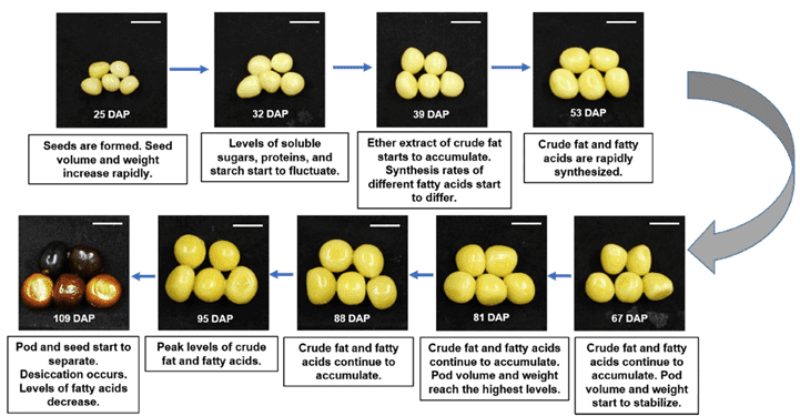 Integrated Analysis of Transcriptomic And Proteomic Data From Tree Peony (P. ostii) Seeds Reveals Key Developmental Stages And Candidate Genes Related to Oil Biosynthesis And Fatty Acid Metabolism