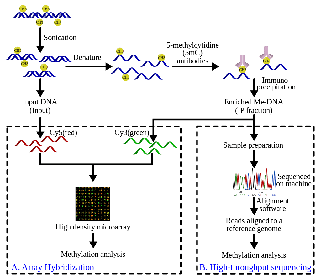 Overview of Methylated DNA Immunoprecipitation Sequencing (MeDIP-seq)