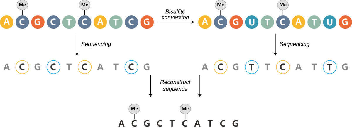 Overview of RRBS Data Analysis: Pipeline, Alignment Tools, Databases, and Challenges