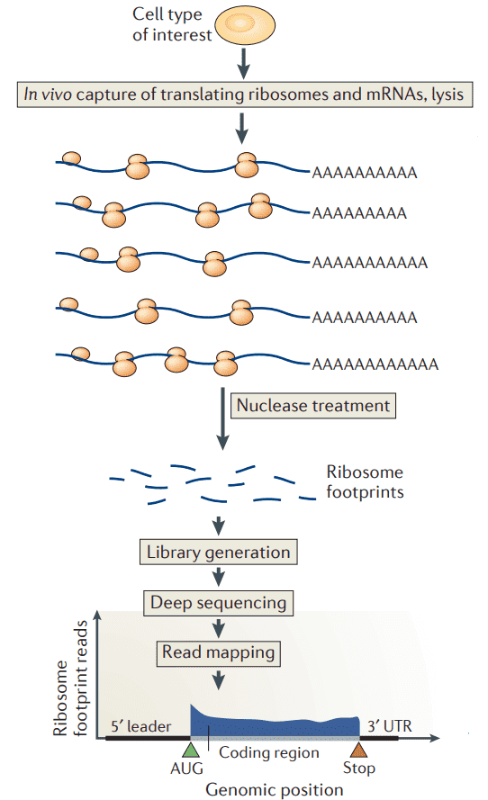 Workflow for ribosome profiling