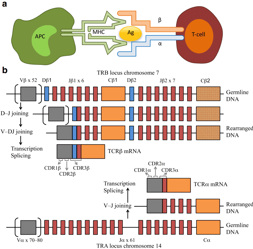 Overview of Strategies for TCR Profiling Based on Next-Generation Sequencing 