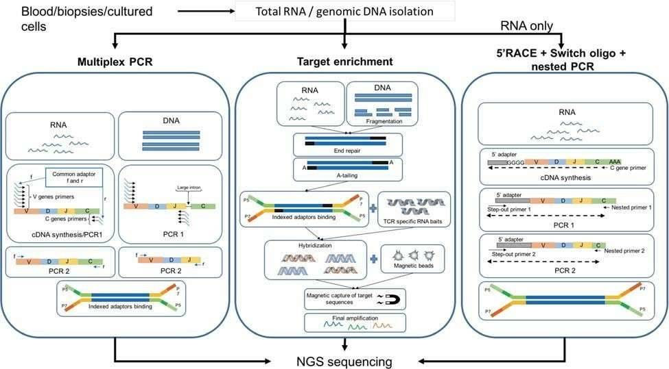 Overview of Strategies for TCR Profiling Based on Next-Generation Sequencing 