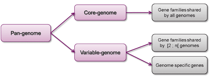 Composition of a pan genome