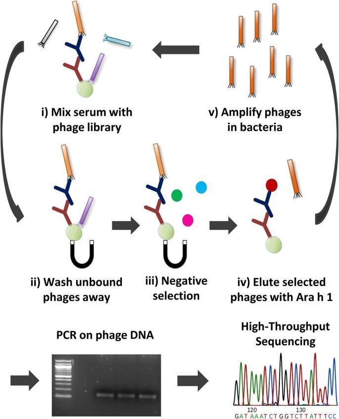 An overview of the phage selection process