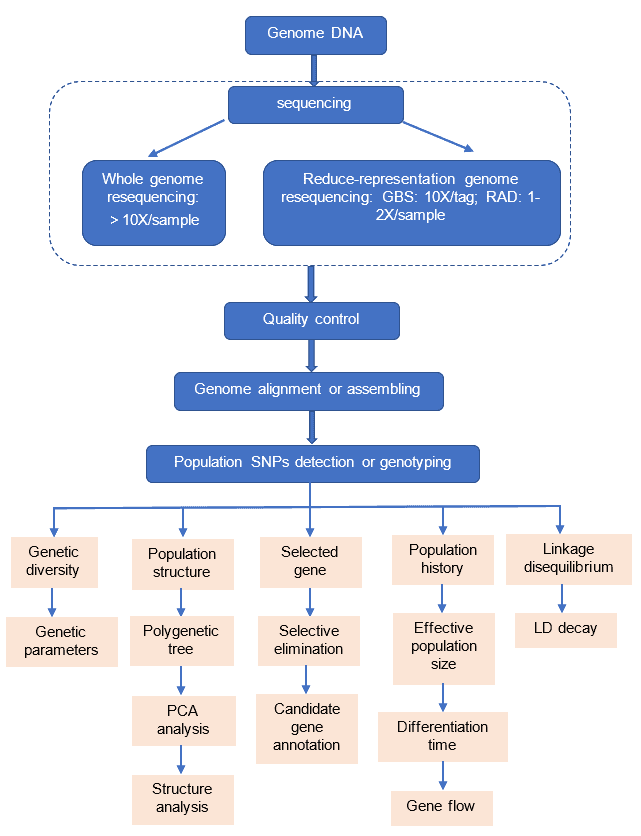 Workflow of population evolution