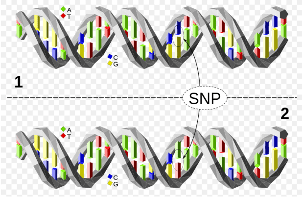 De beginselen en workflow van SNP-microarrays