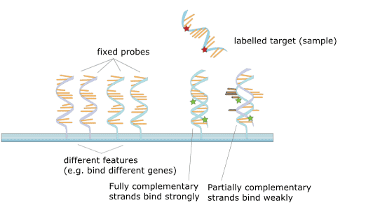 I principi e il flusso di lavoro del microarray SNP